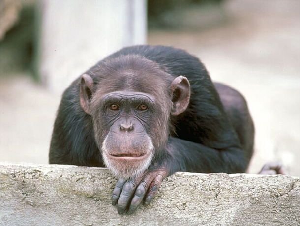 Chimpance Chimpance