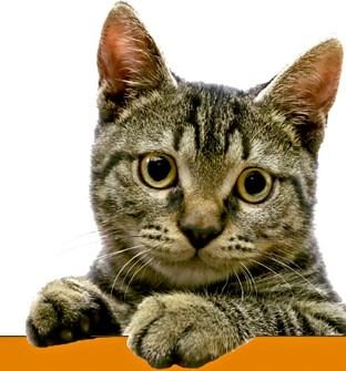 vacunas gatos vacunas gatos