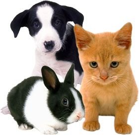 Pequeñas mascotas pequeñas mascotas